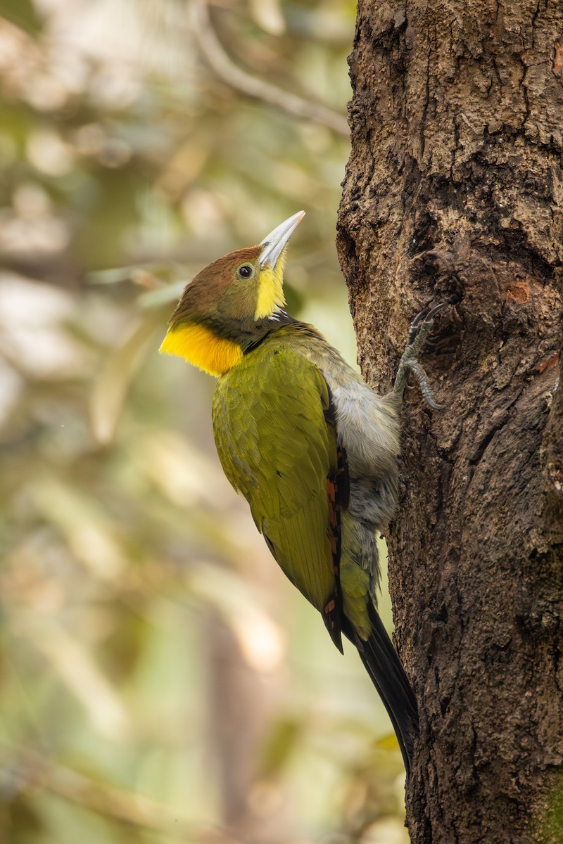 Greater Yellownape - ML657698383