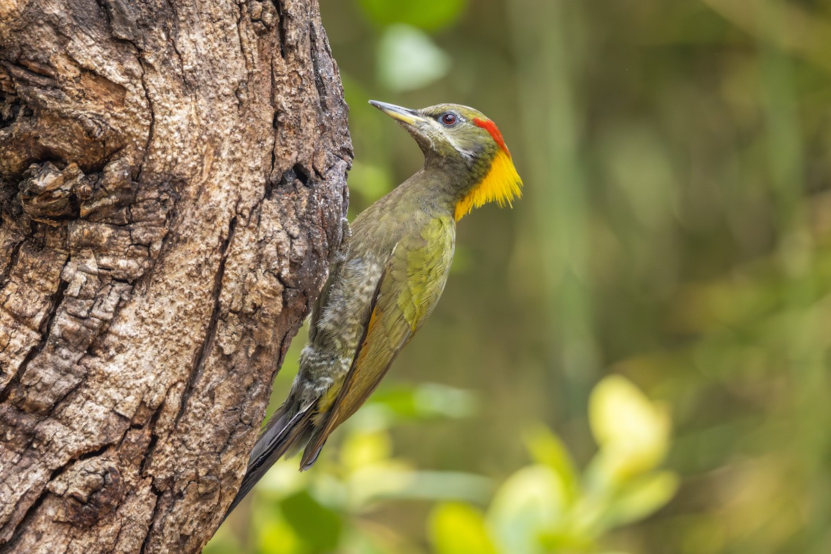 Lesser Yellownape - ML657698384