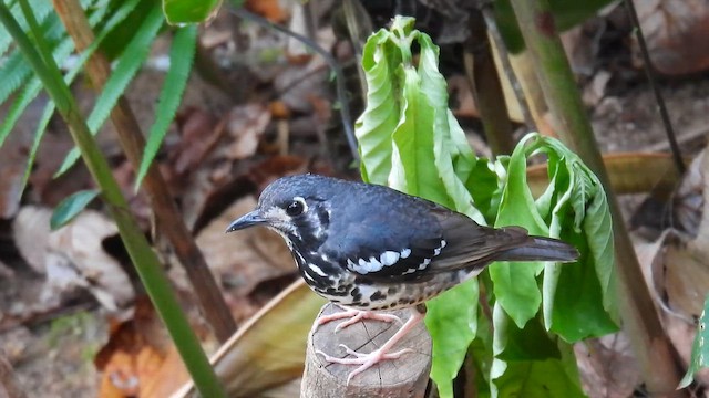 Ashy Thrush - ML657698482