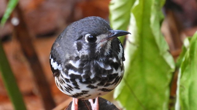 Ashy Thrush - ML657698483