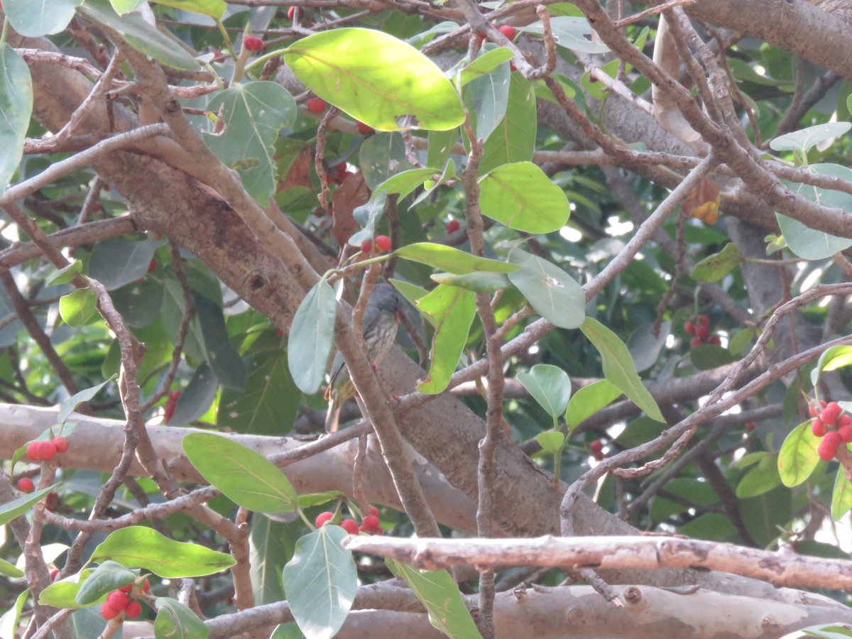 Coppersmith Barbet - ML657698489