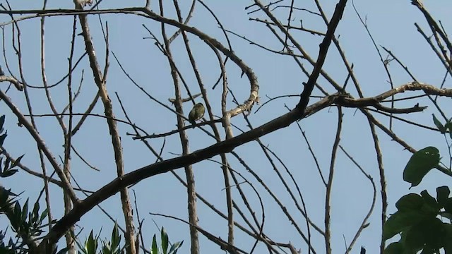 Coppersmith Barbet - ML657698492