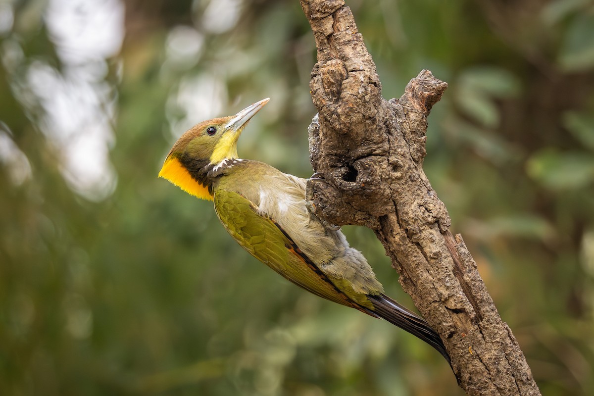 Greater Yellownape - ML657698504