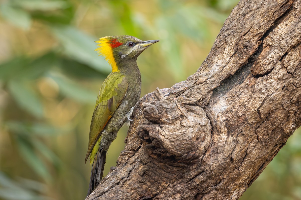 Lesser Yellownape - ML657698505