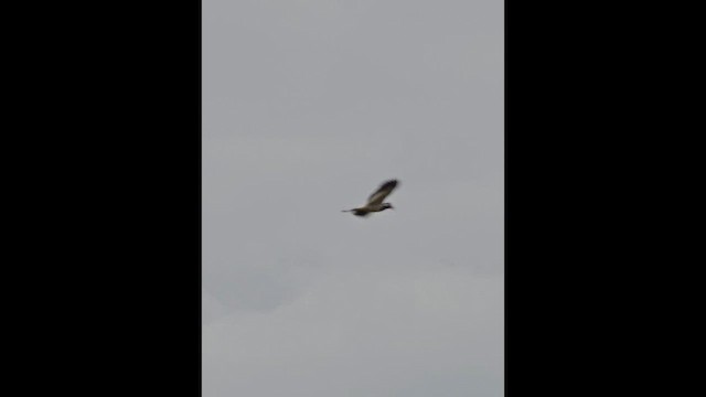 Red-wattled Lapwing - ML657698564