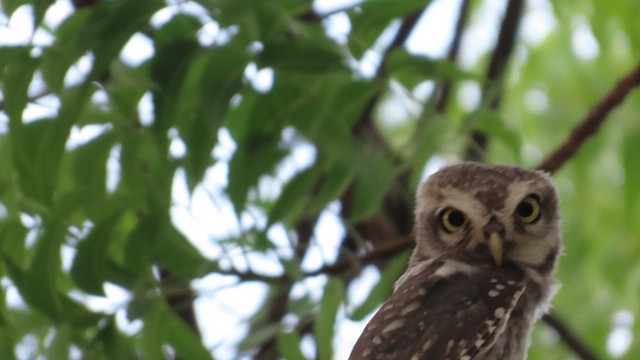 Spotted Owlet - ML657698611