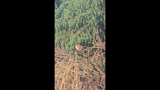 Northern House Wren - ML657698660
