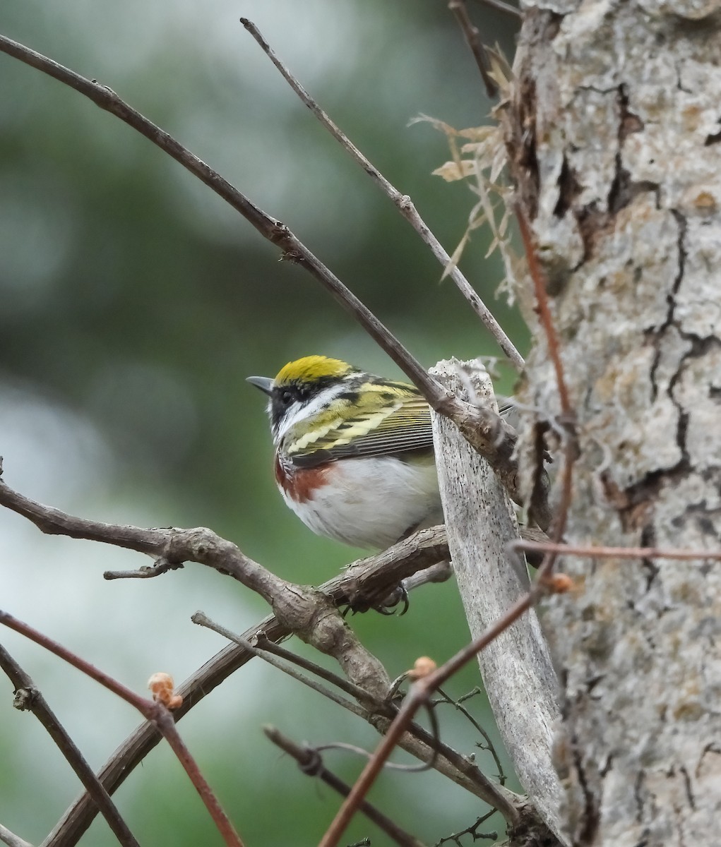 Chestnut-sided Warbler - ML657698728