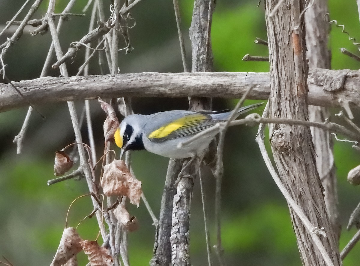 Golden-winged Warbler - ML657698745