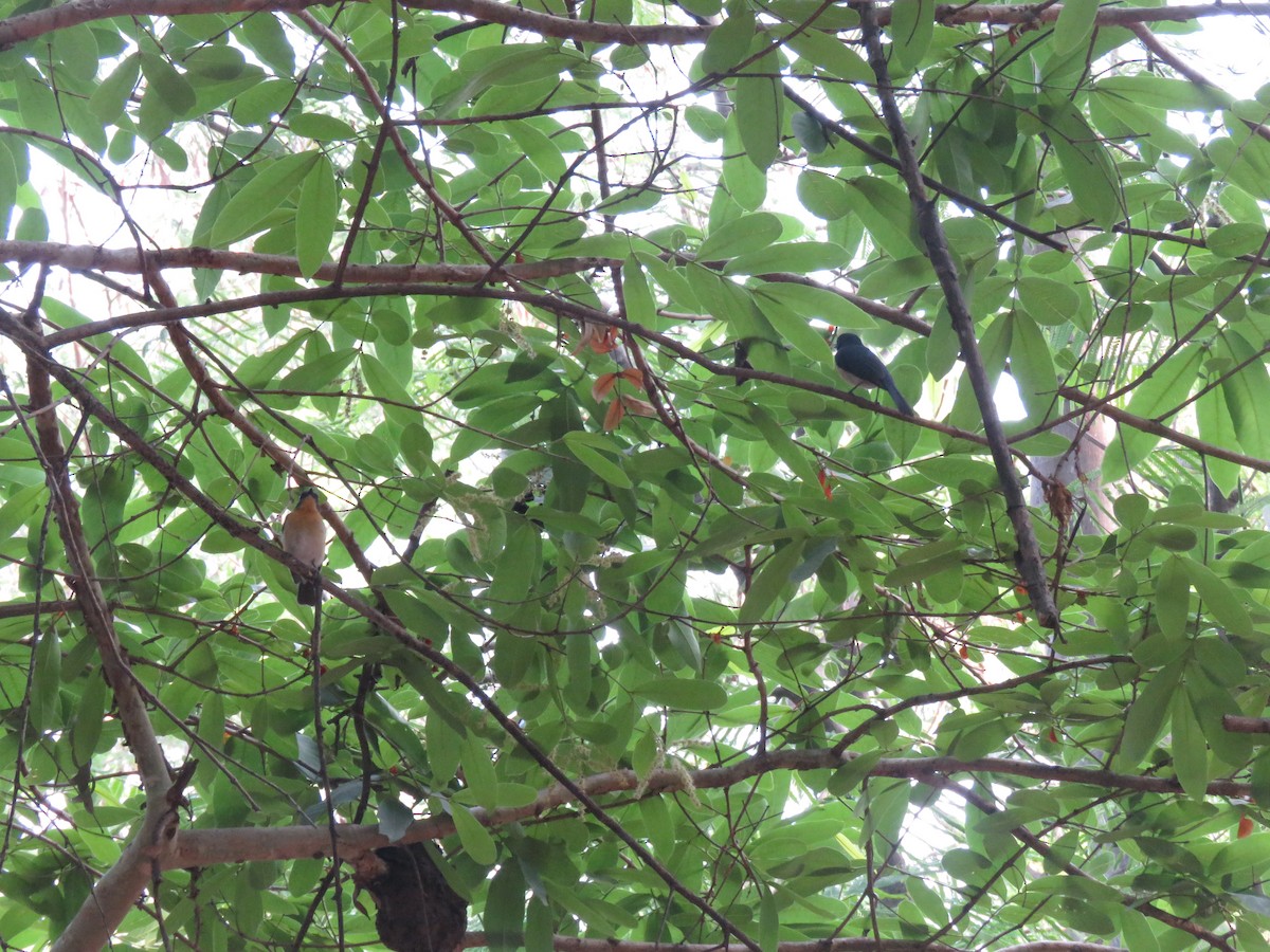 Tickell's Blue Flycatcher - ML657698991