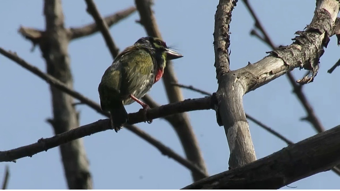 Coppersmith Barbet - ML657699036