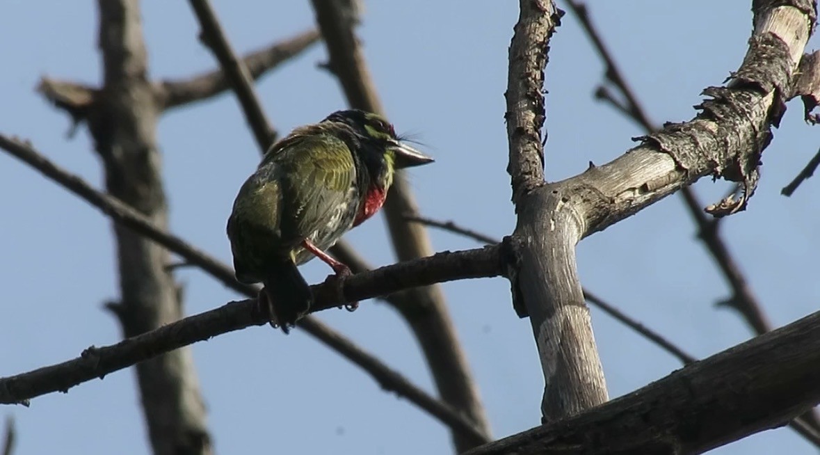 Coppersmith Barbet - ML657699037