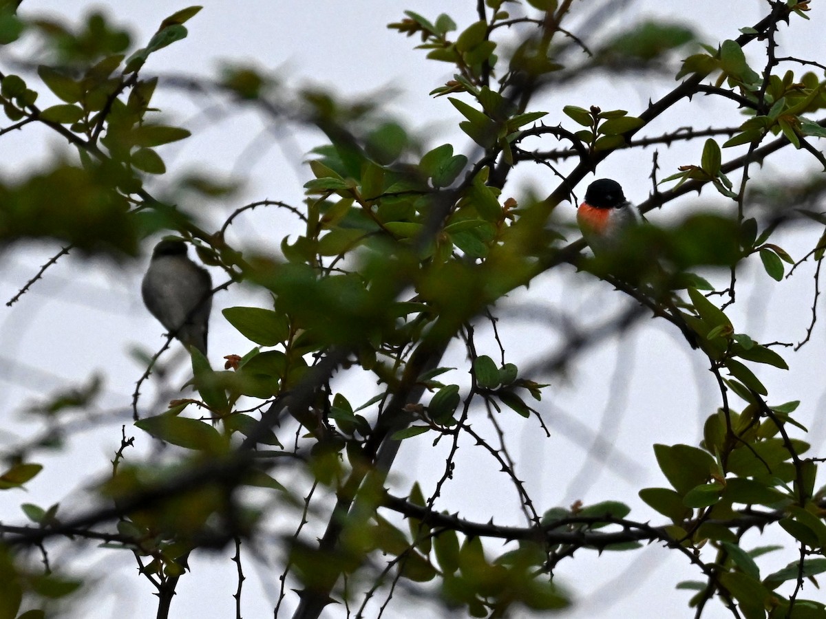White-bellied Minivet - ML657699077