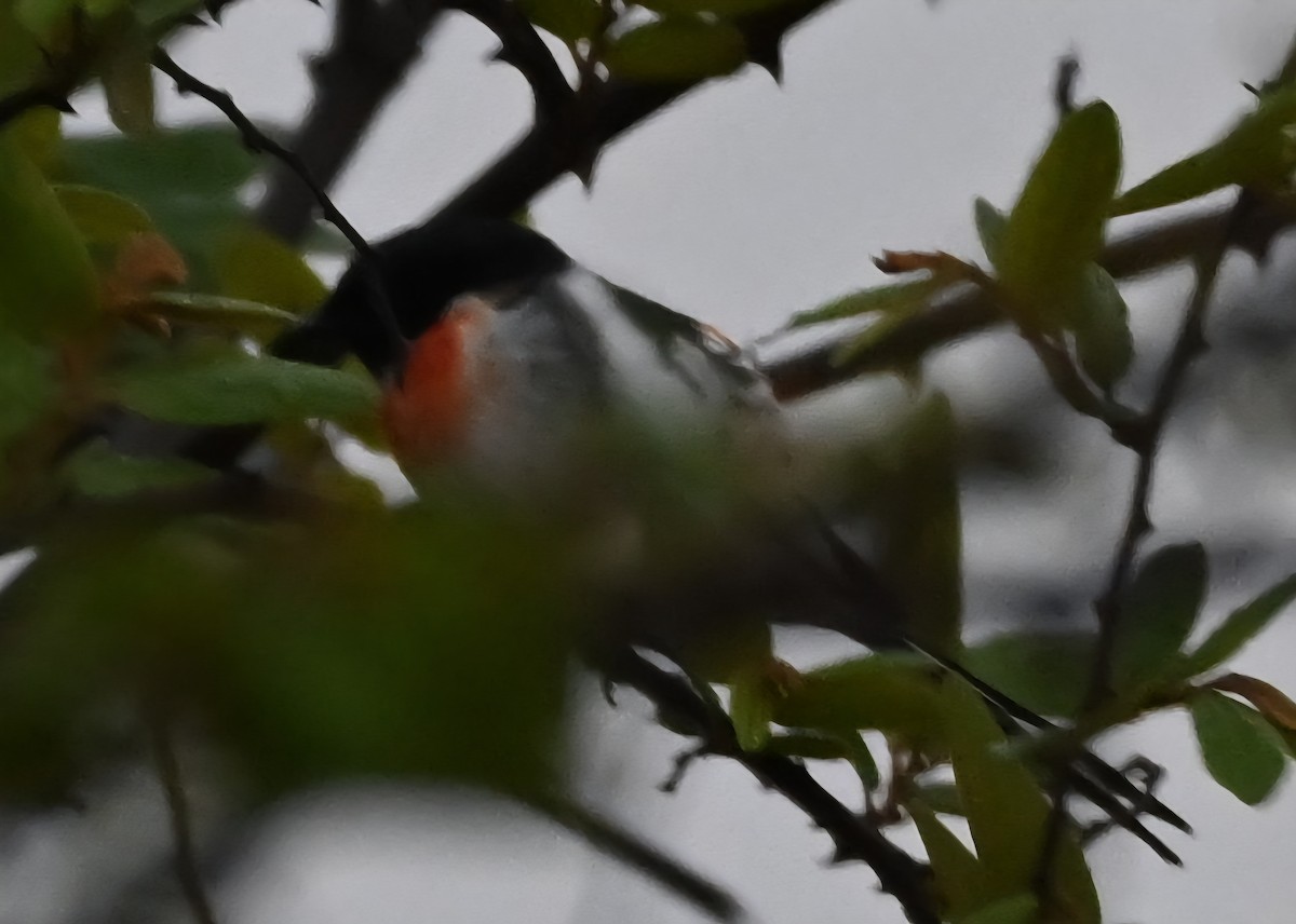 White-bellied Minivet - ML657699103
