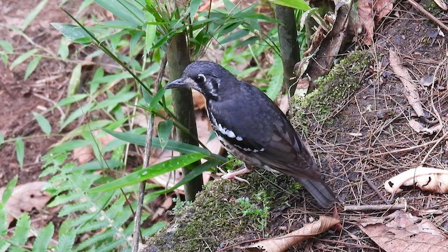 Ashy Thrush - ML657699116
