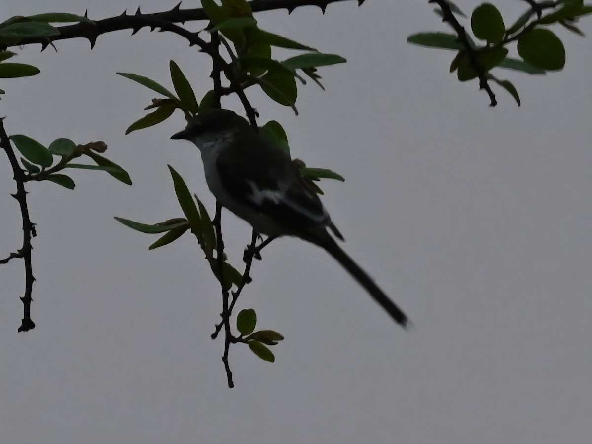 White-bellied Minivet - ML657699126