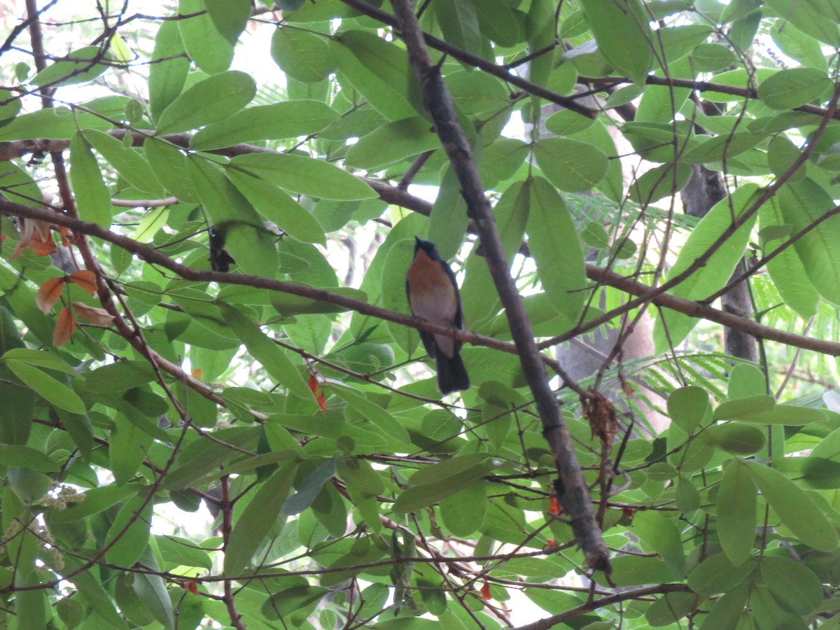 Tickell's Blue Flycatcher - ML657699267