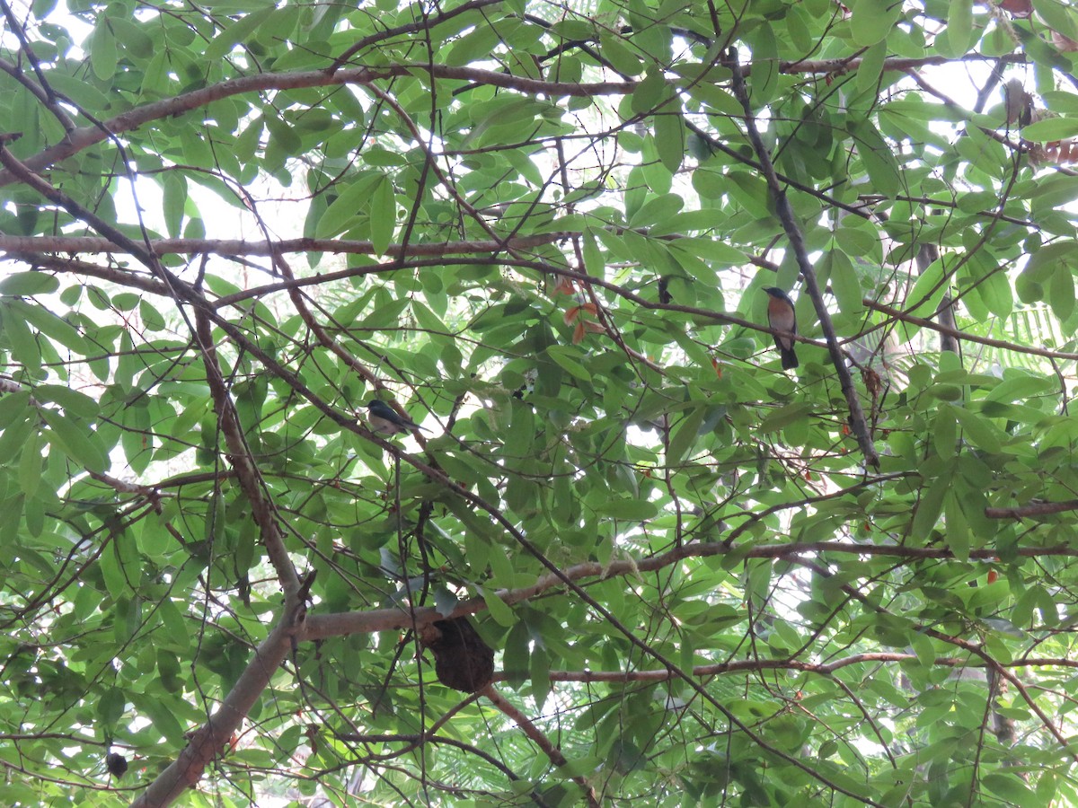 Tickell's Blue Flycatcher - ML657699268