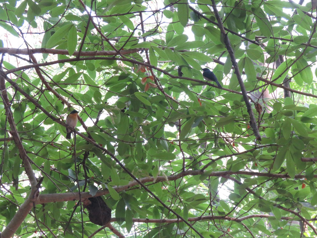 Tickell's Blue Flycatcher - ML657699269