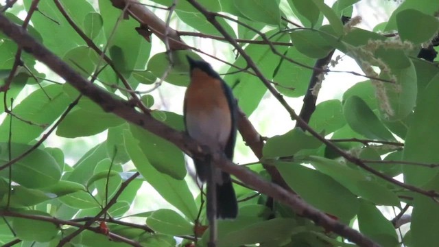 Tickell's Blue Flycatcher - ML657699325