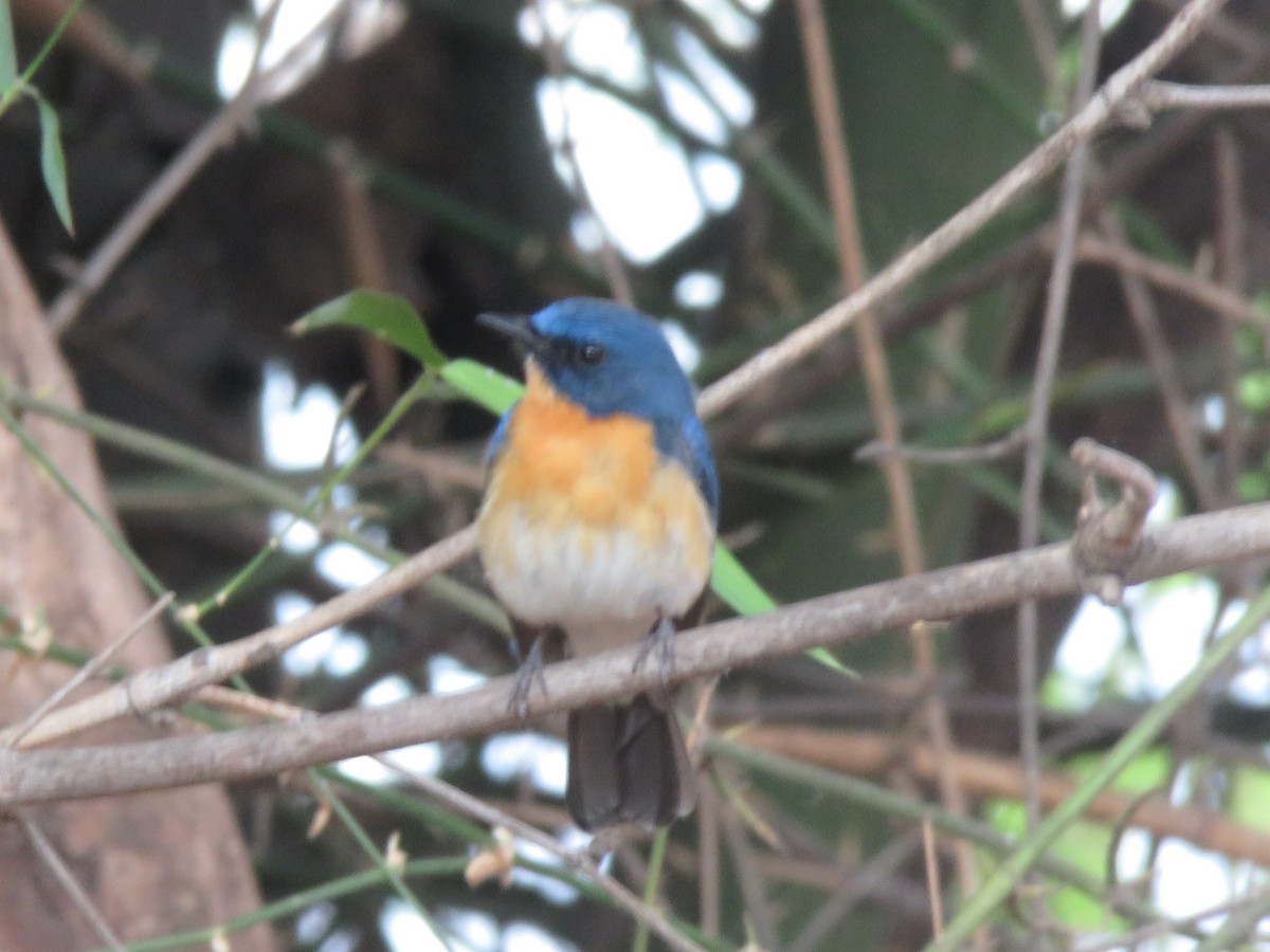 Tickell's Blue Flycatcher - ML657699326