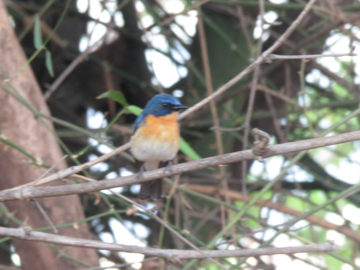 Tickell's Blue Flycatcher - ML657699327