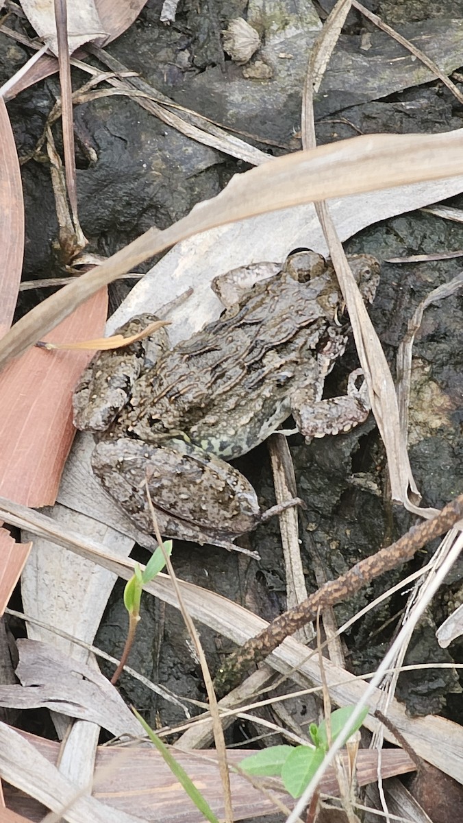 Ranas y sapos - ML657699392
