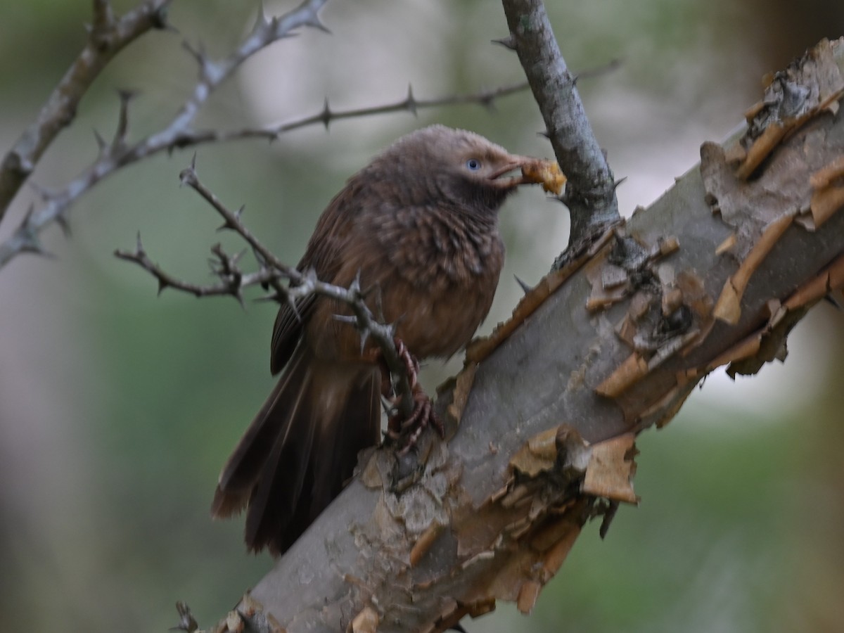 Yellow-billed Babbler - ML657699404