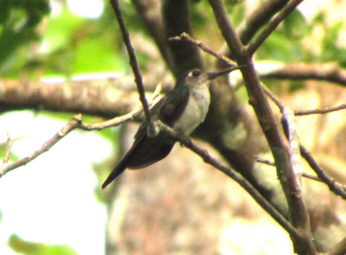 Colibrí Ruiseñor - ML657699624