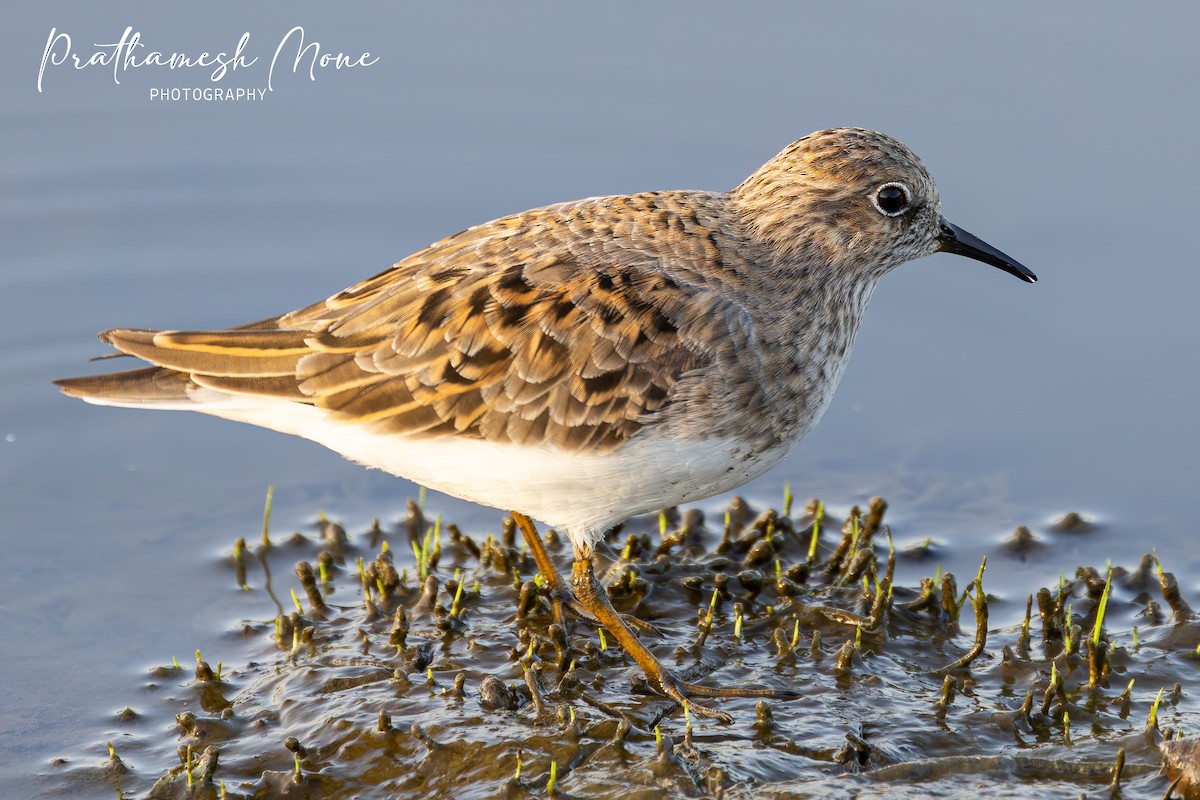 Temminck's Stint - ML657700299