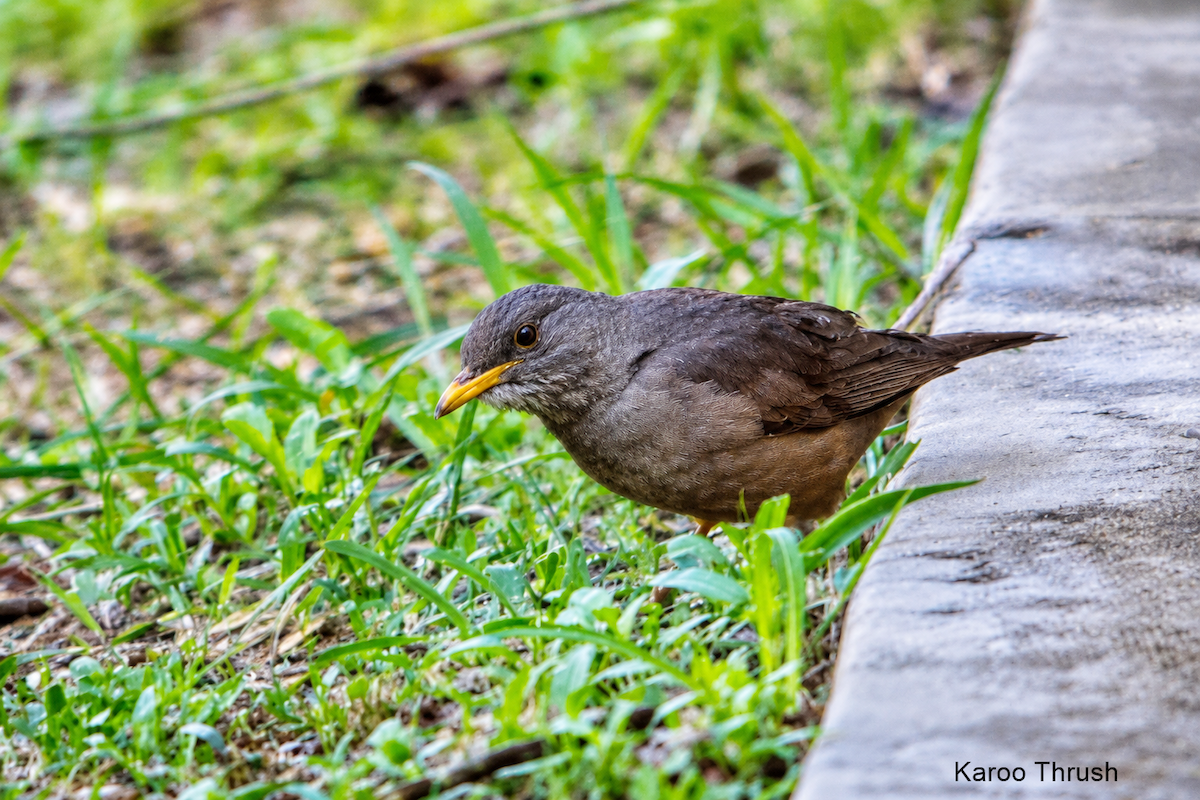 Karoo Thrush - ML657700437
