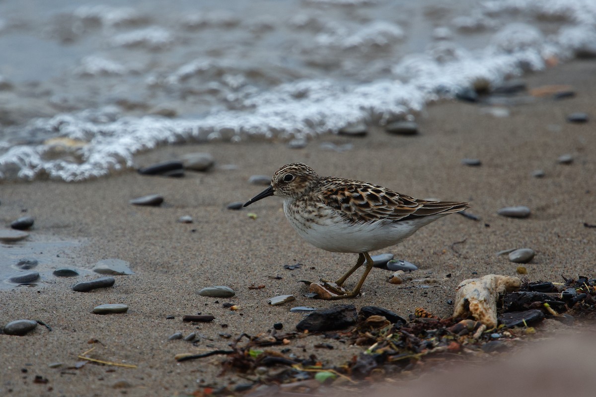 pygmésnipe - ML657701130