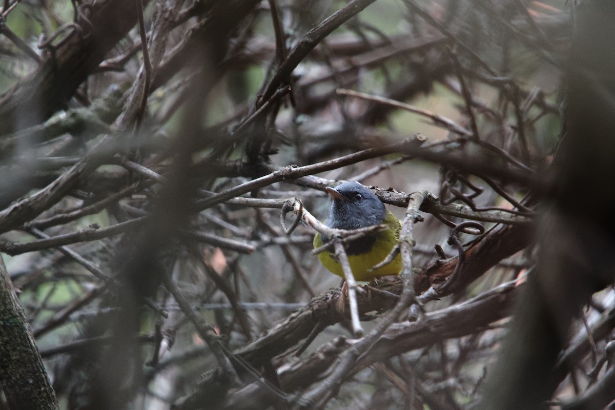 svartbrystparula - ML657701199