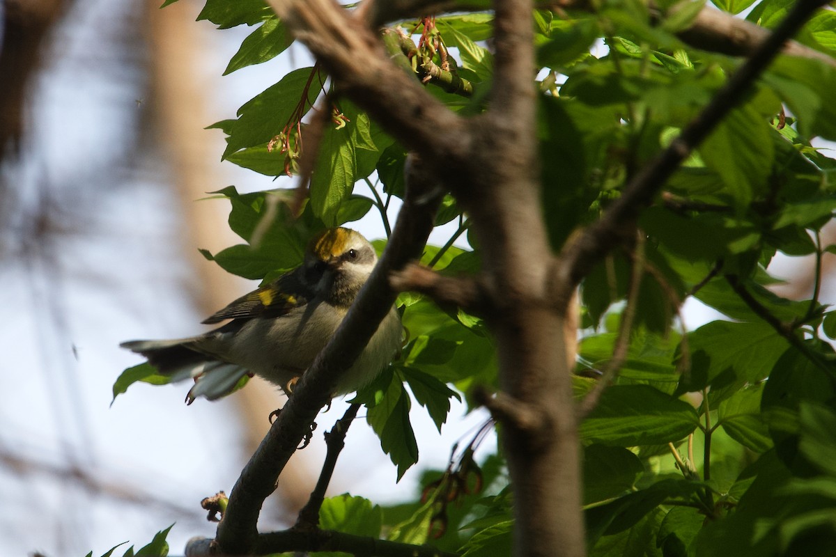 gullvingeparula - ML657701649