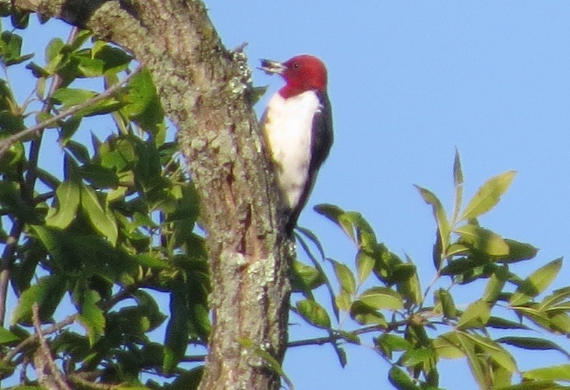 Red-headed Woodpecker - "Chia" Cory Chiappone ⚡️