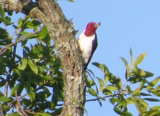 Pic à tête rouge - ML65770231