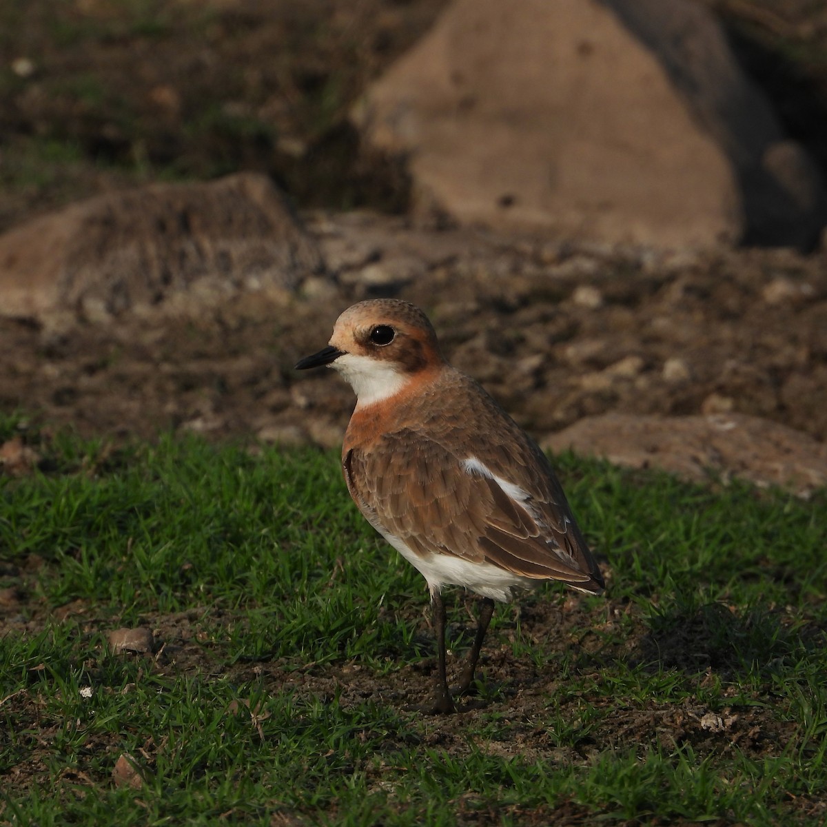 Tibetan Sand-Plover - ML657703119