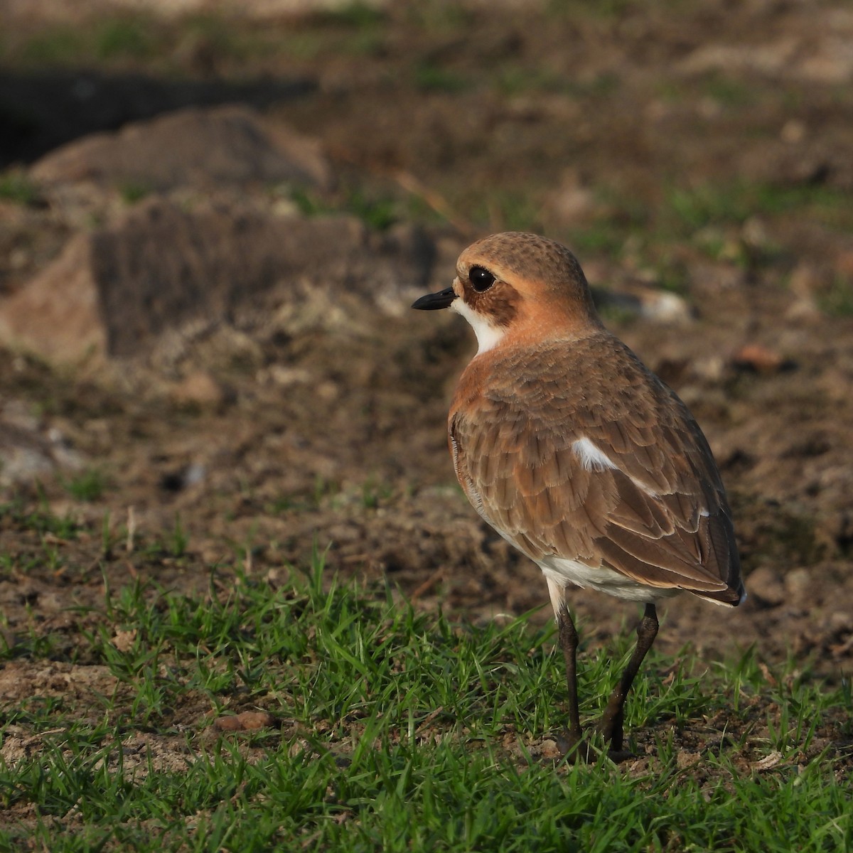 Tibetan Sand-Plover - ML657703120