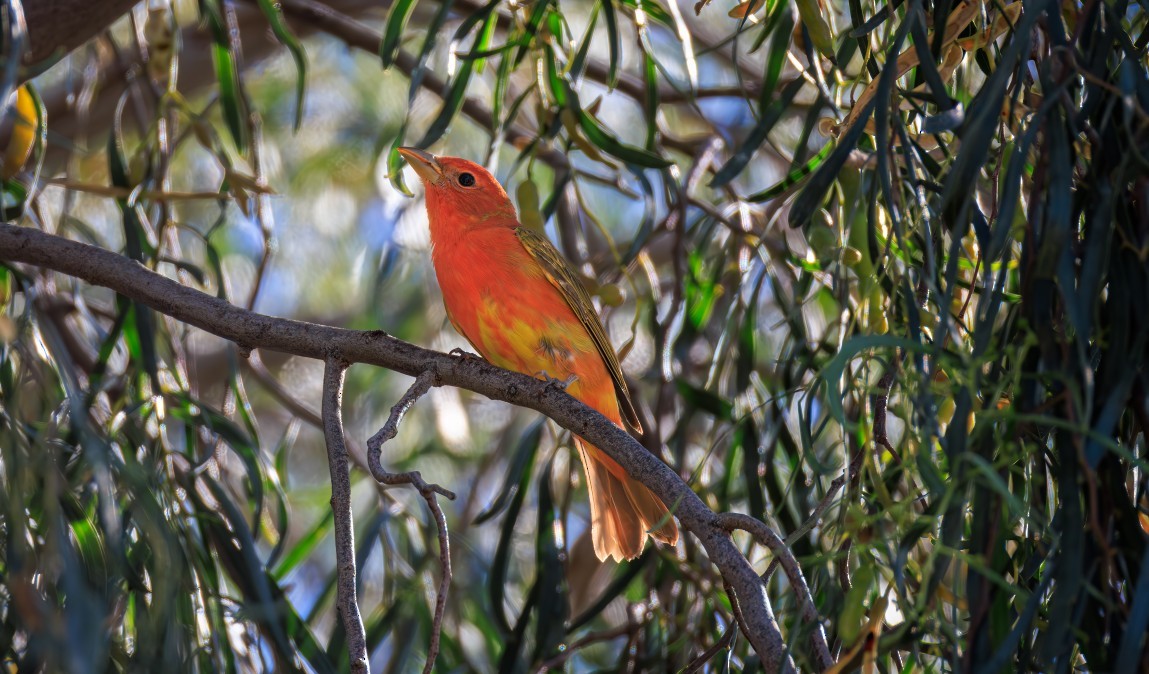 piranga ohnivá - ML657703366
