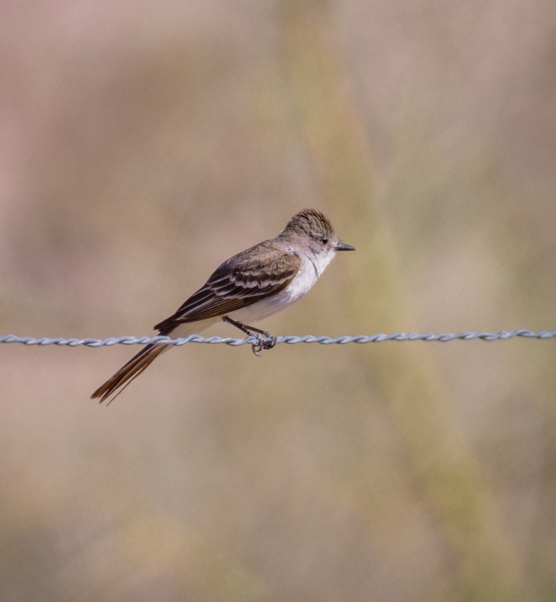Ash-throated Flycatcher - ML657703594