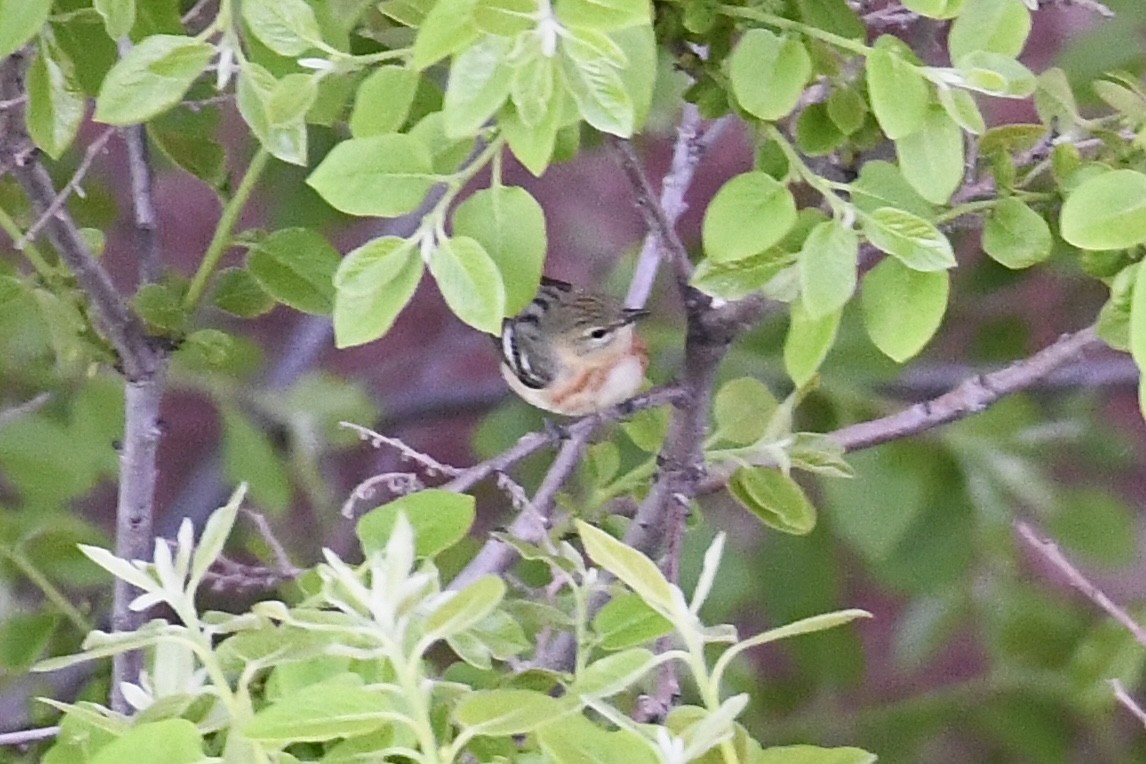 kastanjeparula - ML657703676