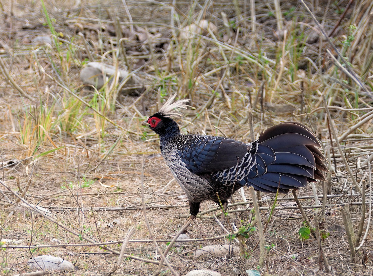 Kalij Pheasant - ML657704504