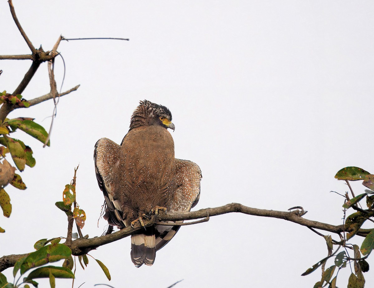 Crested Serpent-Eagle - ML657704517
