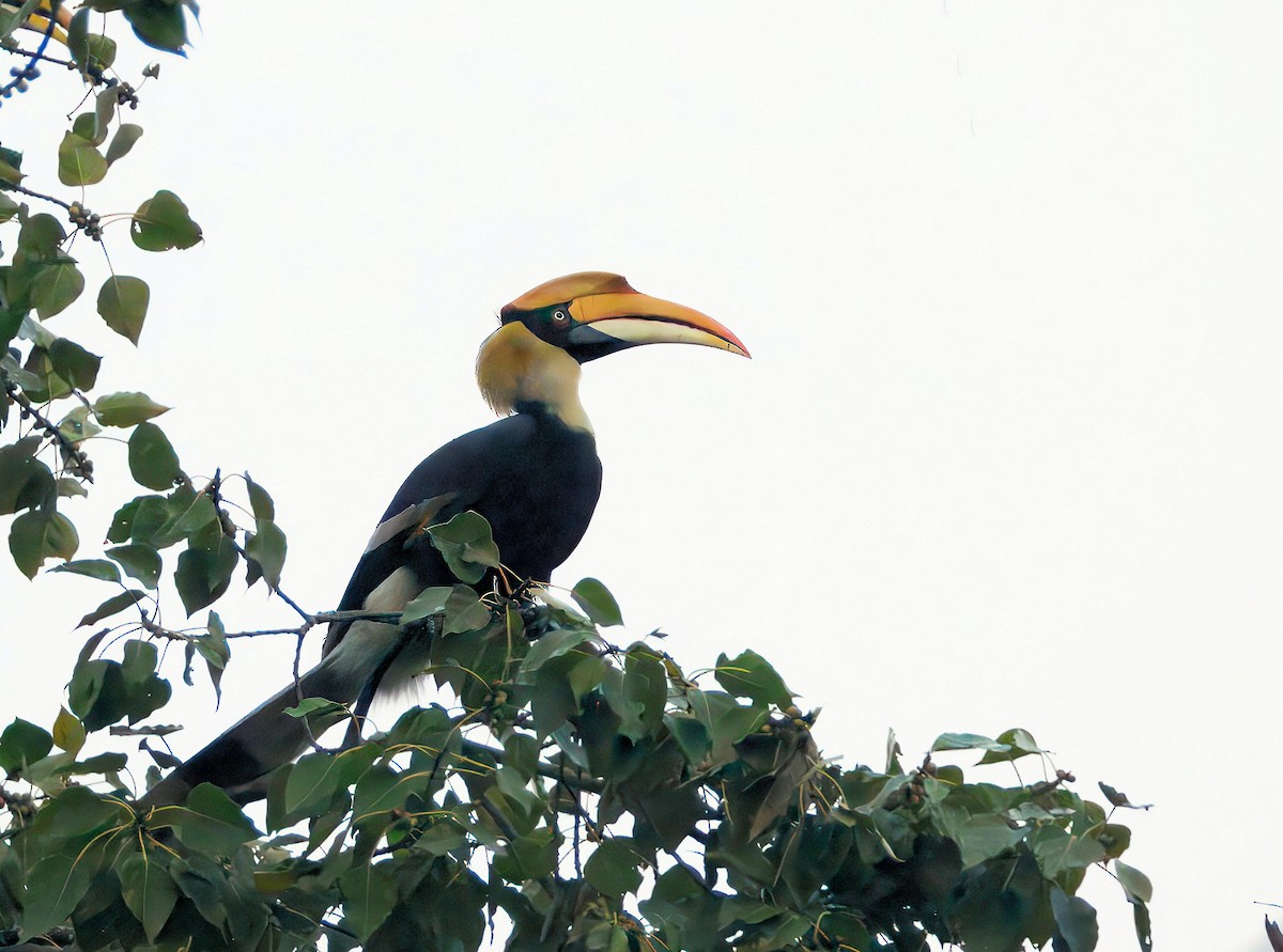 Great Hornbill - ML657704559
