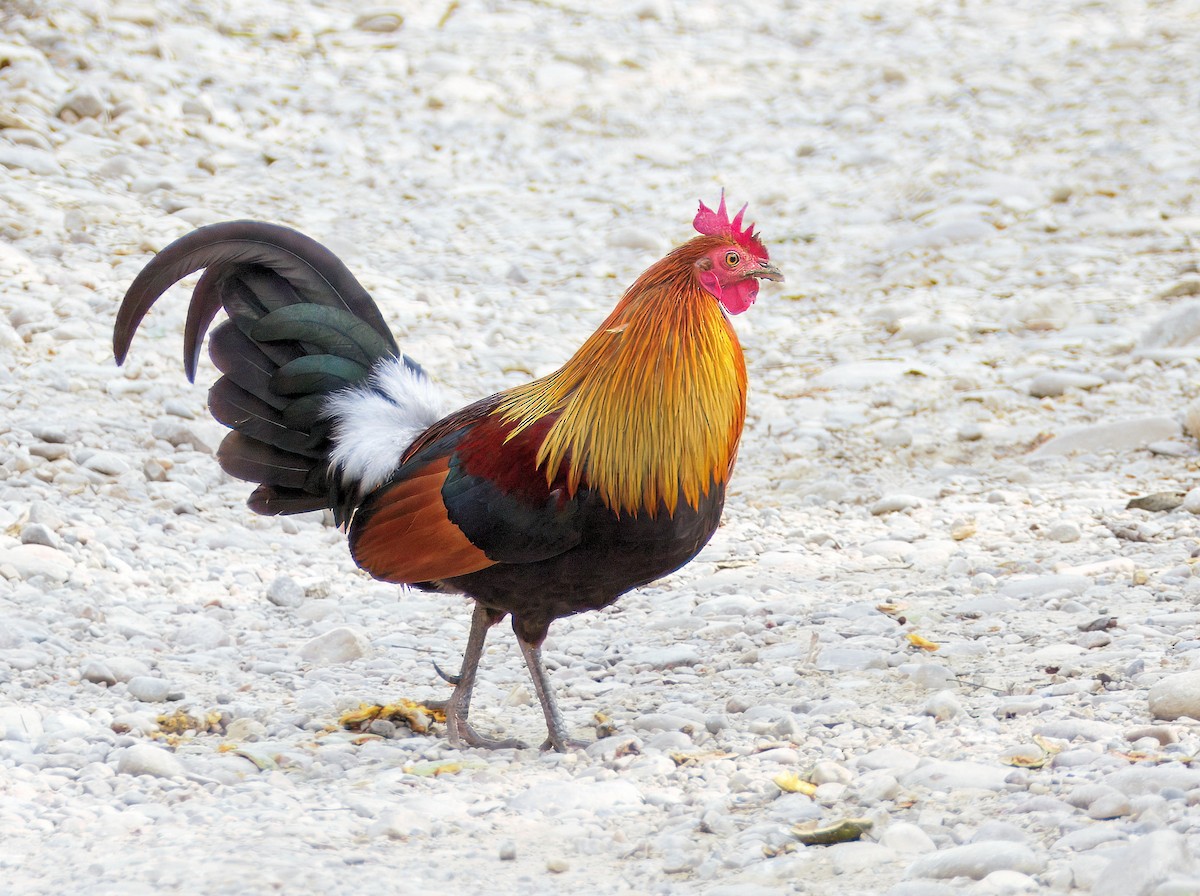 Red Junglefowl - ML657704782