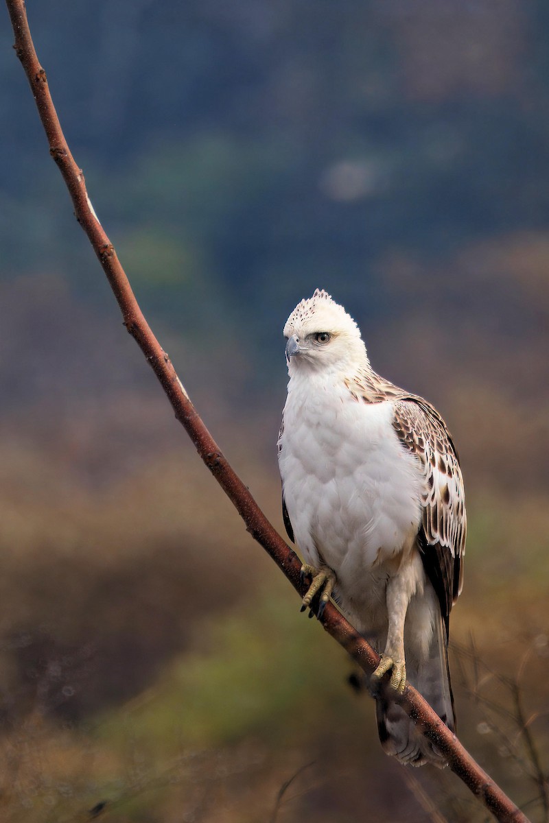 Changeable Hawk-Eagle - ML657704817