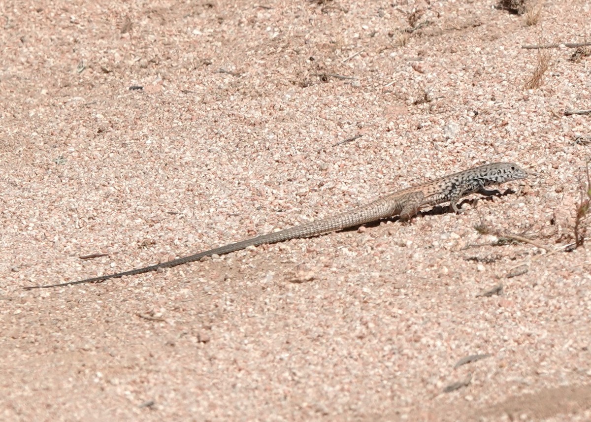 Western Whiptail - ML657705038