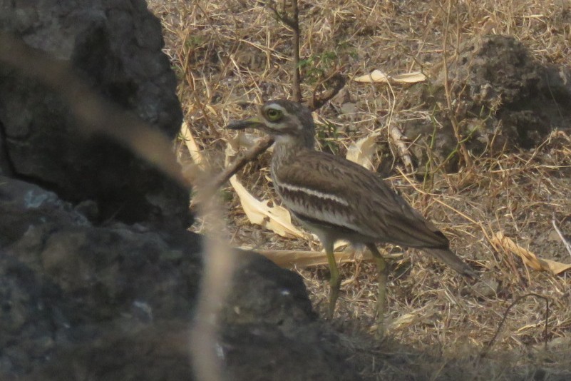 Indian Thick-knee - ML657705926