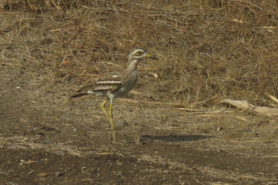 Indian Thick-knee - ML657705928