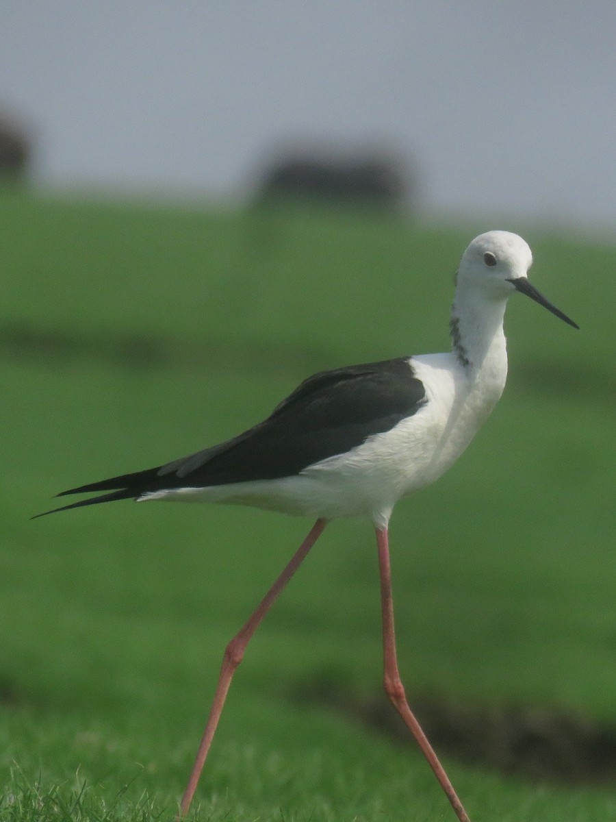 Black-winged Stilt - ML657705938